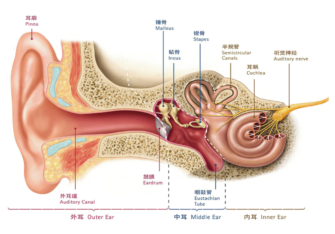 听力科普|哪种情况的听损，助听效果最好！你是不是这种呢？